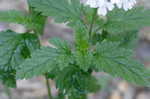 Rose verbena